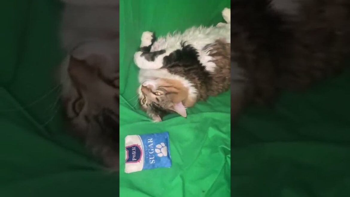 Kitty Cat Mugsy KO’d From Catnip