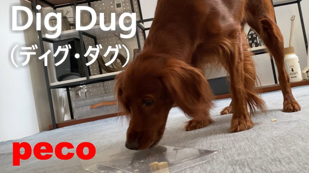 Dig Dug（ディグ・ダグ） （peco）　アイリッシュセター（アイリッシュセッター）Irish Setor（Irish Setter）