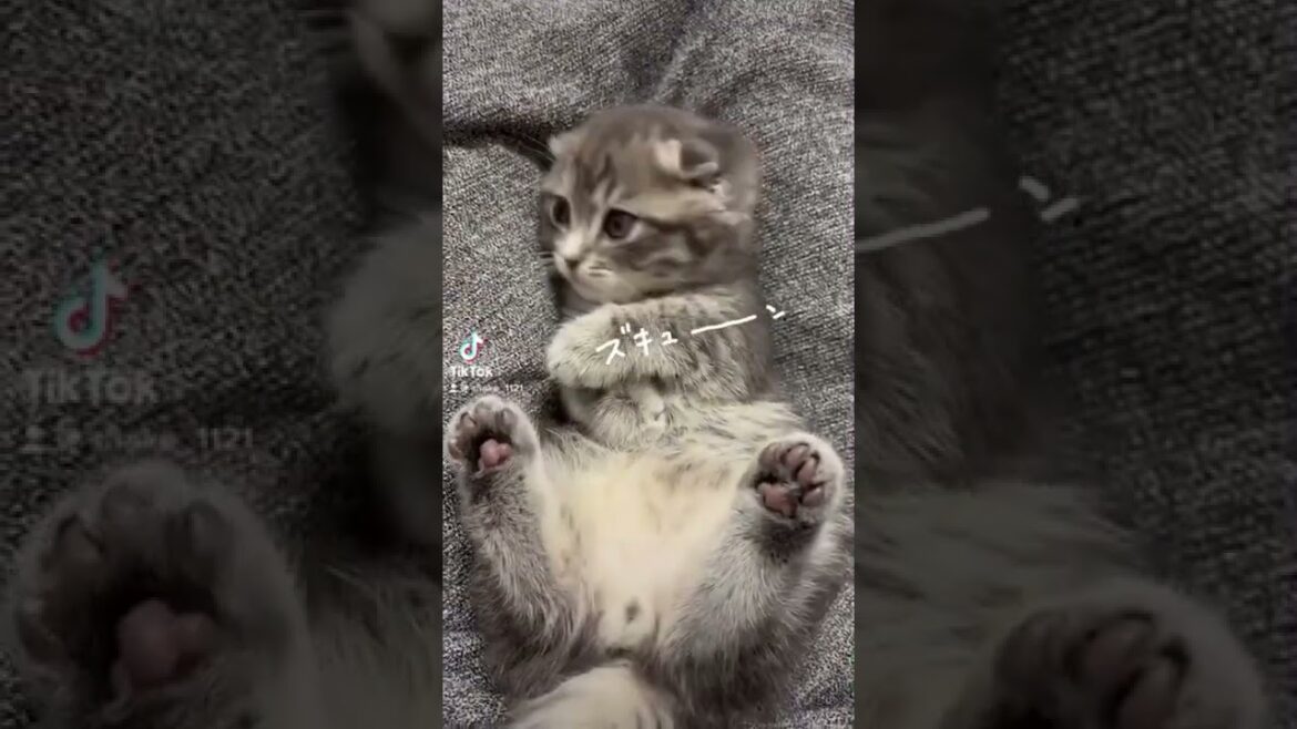 ごろん〜ってしてる子猫。　　#マンチカン #短足マンチカン #子猫