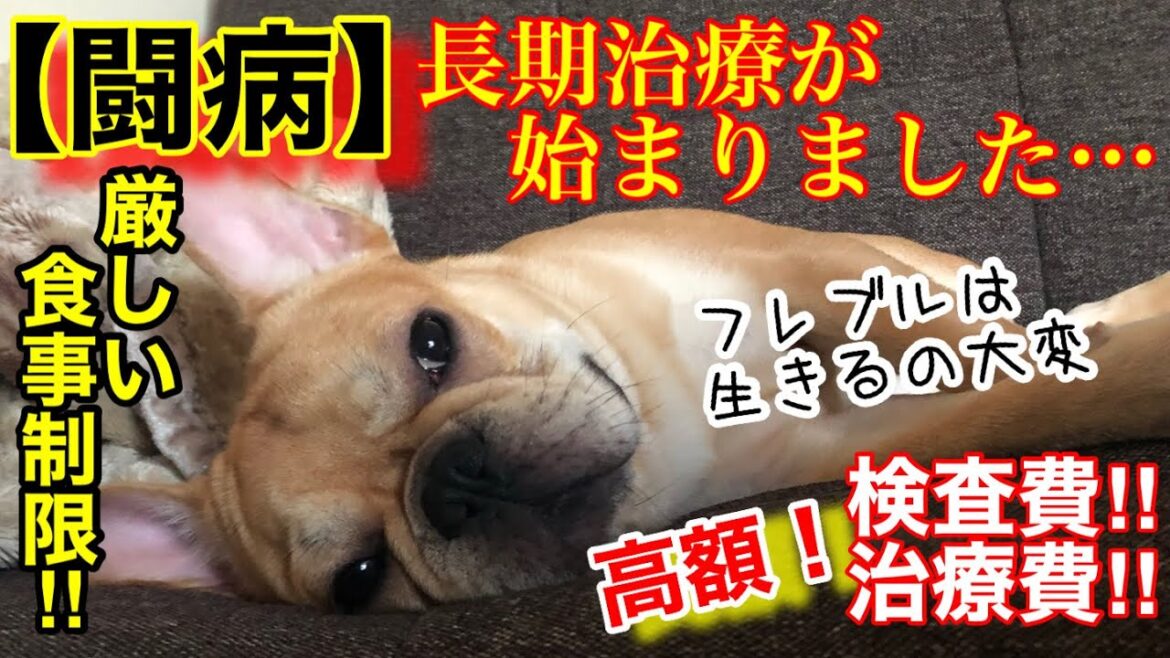 【闘病】0歳の子犬に病気が判明しました…動物病院の高額な検査費用に驚愕‼︎厳しい食事制限で長期治療⁉︎ブリーダーの所の兄妹と同じ症状で先代犬と同じまさかの原因が！【フレンチブルドッグ 】【フレブル】