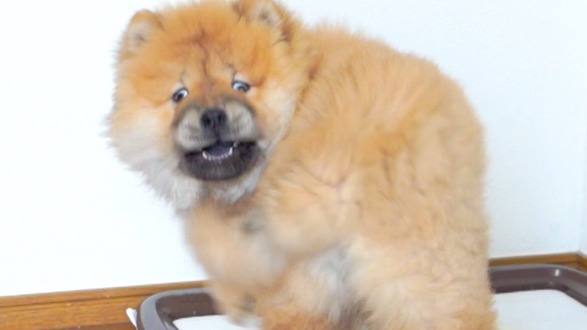 自分に尻尾があることに気づいた子犬の反応がかわいすぎたw