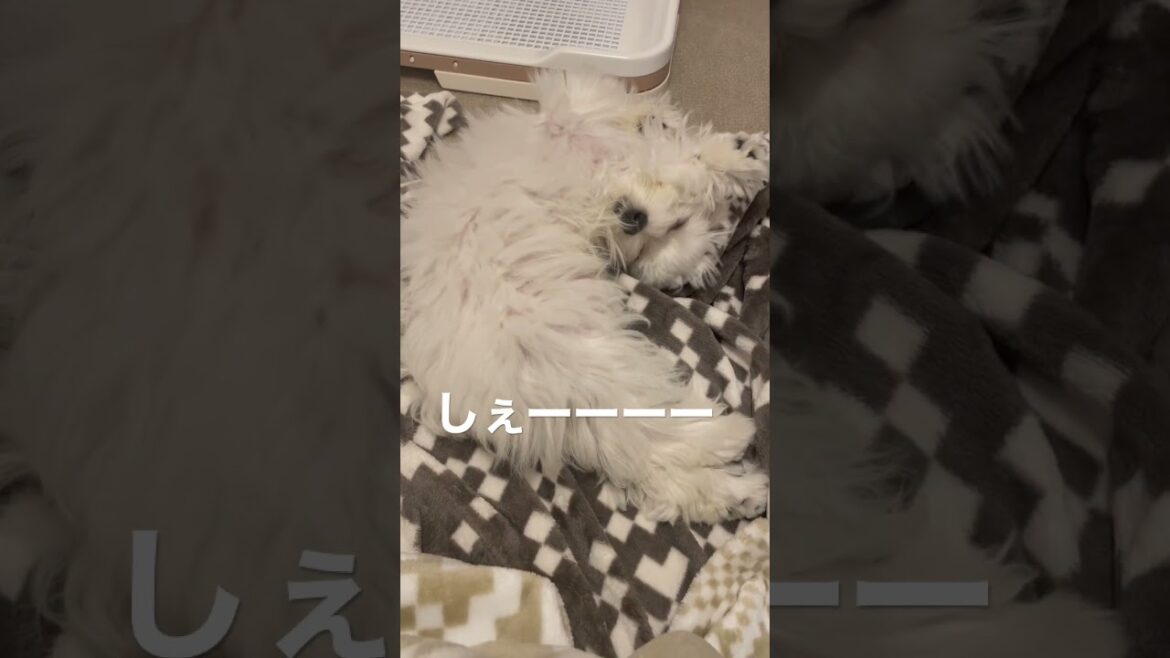 寝相が〇〇のポーズwwマルチーズ子犬 #puppy #パピー #dog #maltesedog #マルチーズ #子犬 #cute #犬 #癒し #かわいい犬 #ペット #仔犬