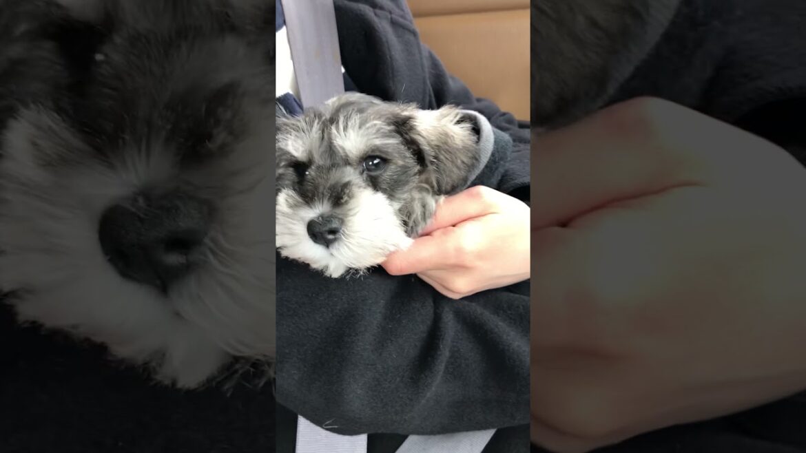 子犬ココお出かけ [ミニチュアシュナウザー] [miniatureschnauzer] [パピー] #shorts