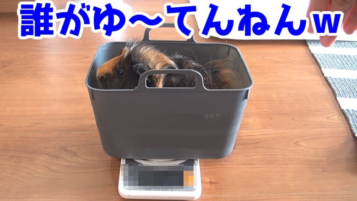 チベタン・マスティフと呼ばれたモルモット【もるちゃん】　Is this Tibetan Mastiff?