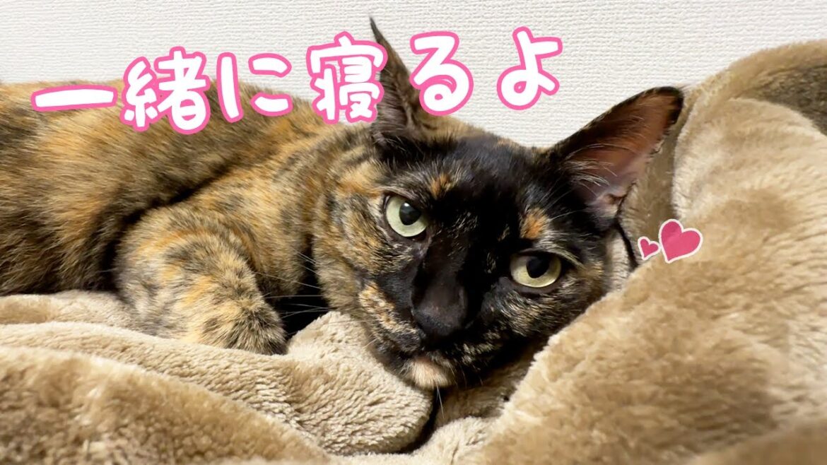 猫がママの腕枕で寝る季節がやってきました！！