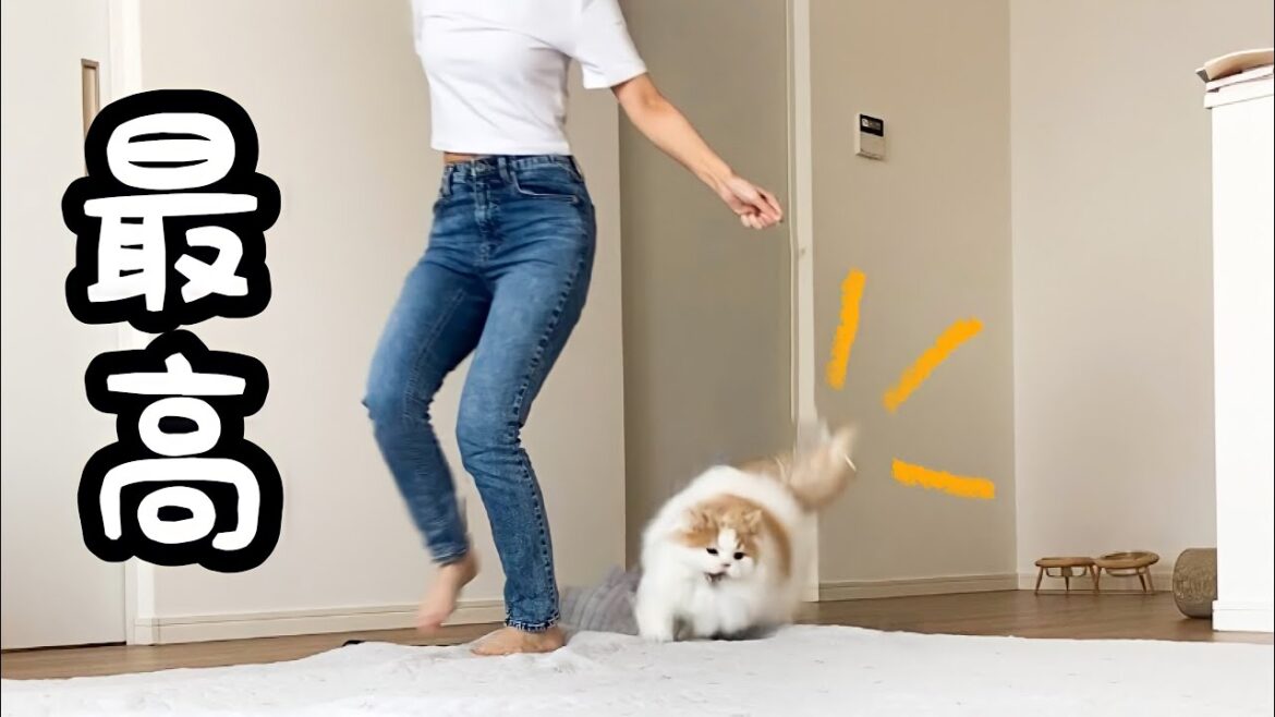 休日に独身女の相手を全力でしてくれる猫が最高すぎた！