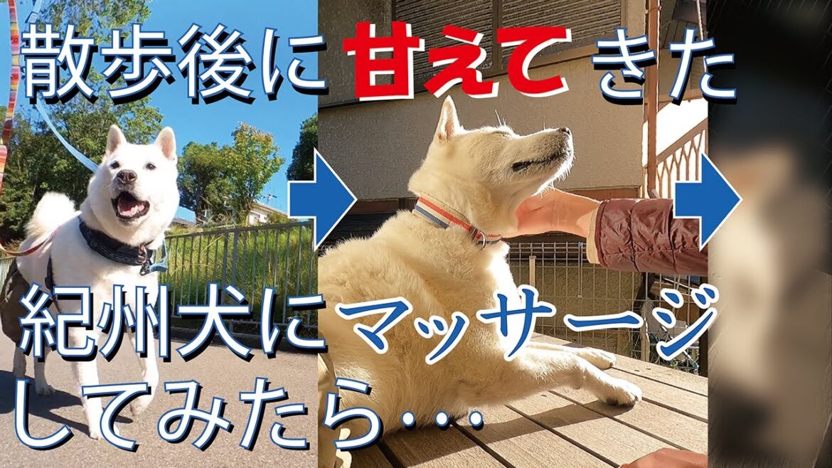 【第31回】散歩後に甘えてきた紀州犬にマッサージをした結果。