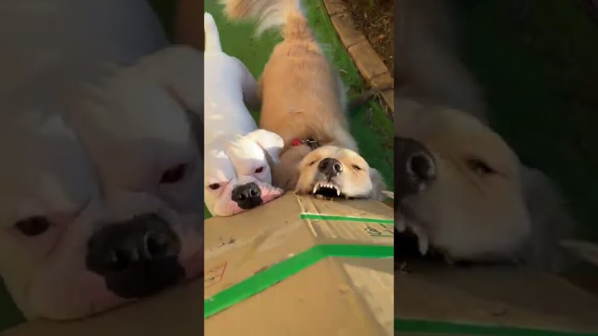 何なに〜♪ゴールデンレトリバー　ボクサー犬