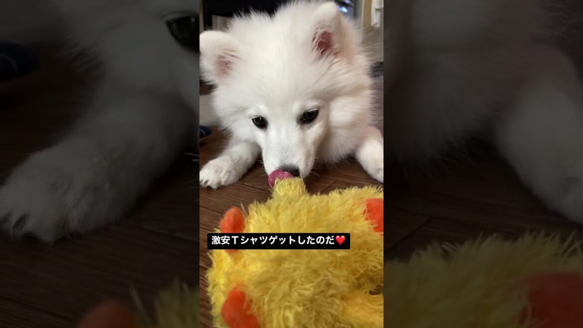 激安Ｔシャツゲットして日本スピッツに着せてみた❤️