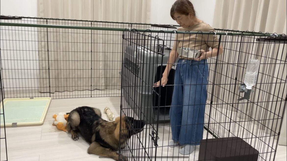 【超大型犬】　小型嫁の母リベンジ　Leonberger　レオンベルガー