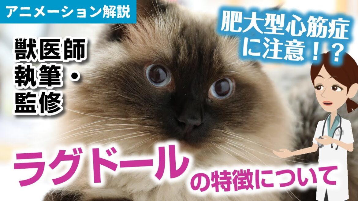 ラグドールの特徴や気を付けたい病気など【獣医師執筆監修】