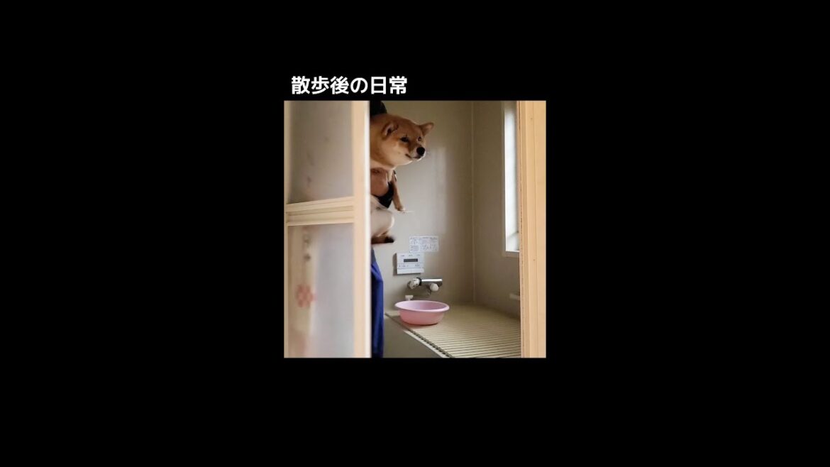 柴犬、散歩後は絶対こうなる #shorts #柴犬 #イヤイヤ