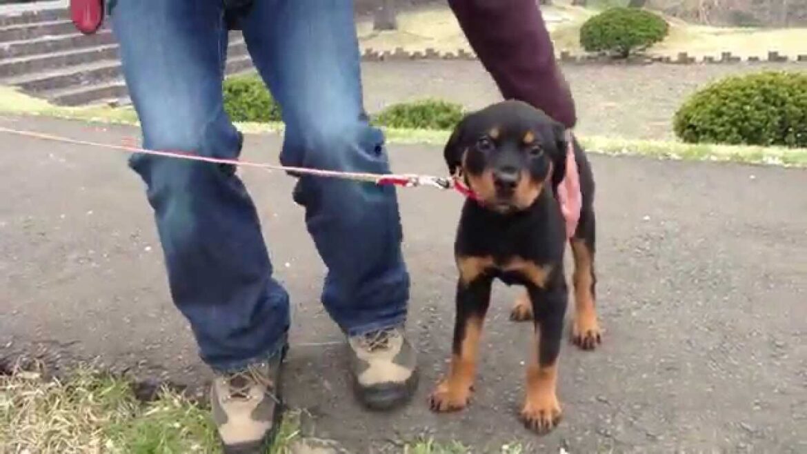 ロットワイラー仔犬　初めてのお花見　Puppy Rottweiler