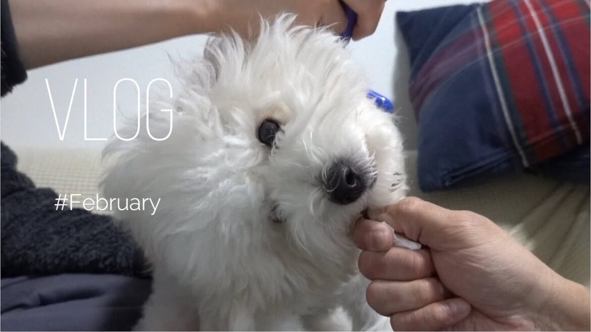 ビションフリーゼ子犬のブラッシング方法