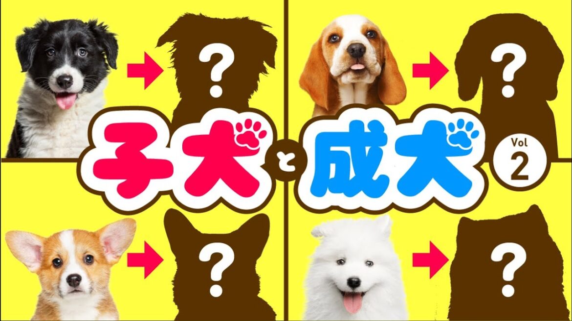 【子犬と成長後の比較❤️2】ビーグル｜コーギー｜ボーダーコリー｜アメコカなど人気中型犬8種