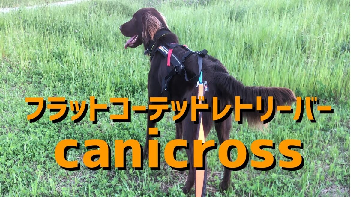 #11【フラットコーテッドレトリーバー】カニクロス的な散歩