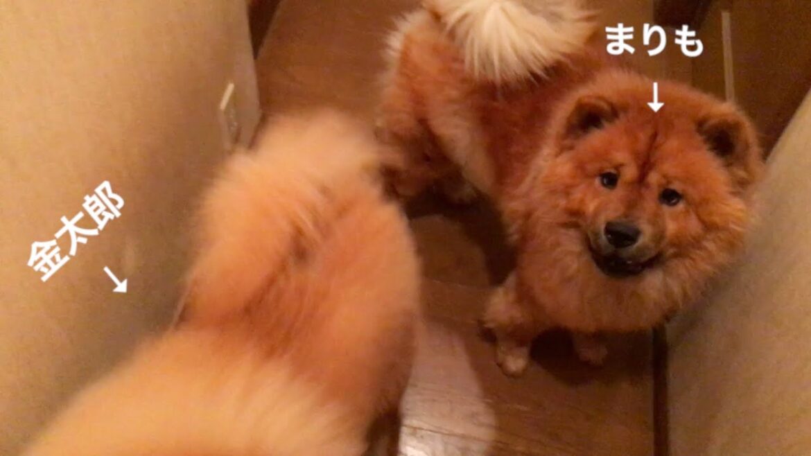 お出迎えしてくれるチャウチャウ達