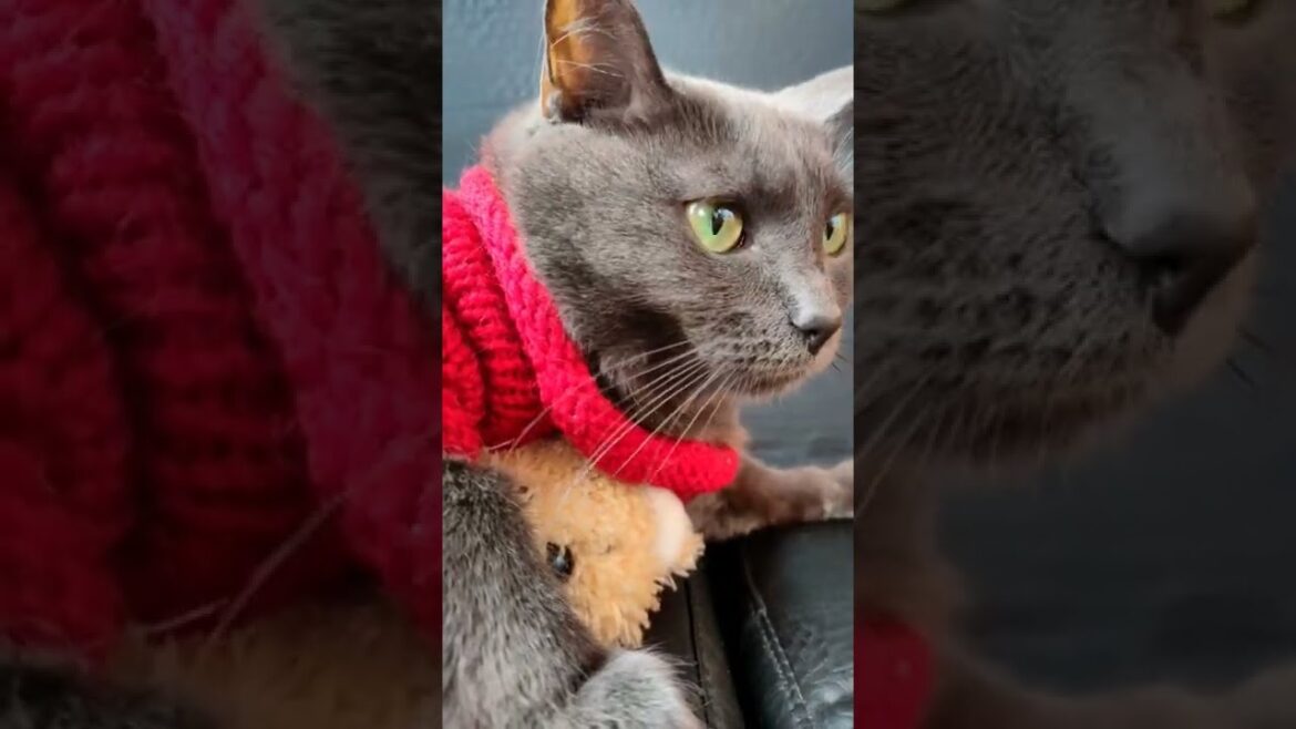 KORAT CAT #shorts
