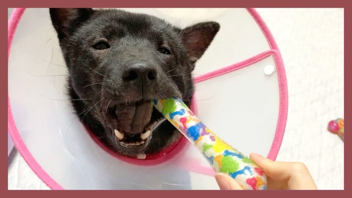 【甲斐犬】｢まだ寝ないもん…｣眠る直前までオモチャで遊びたい子犬が可愛すぎる