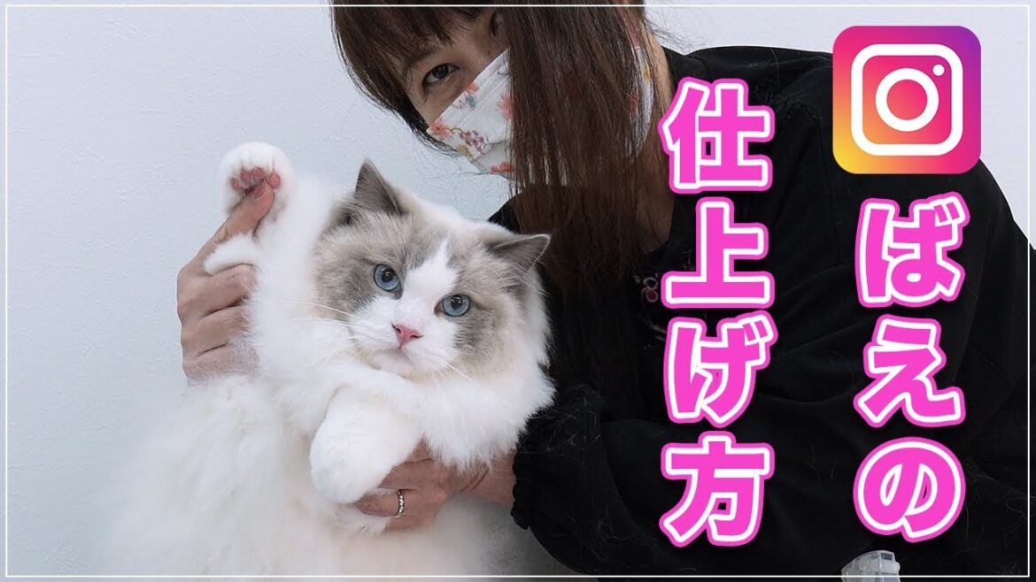 【ススキちゃん】インスタ映えする猫の仕上げ方!ゴージャスに盛る【ラグドール】 【ススキちゃん】インスタ映えする猫の仕上げ方!ゴージャスに盛る【ラグドール】