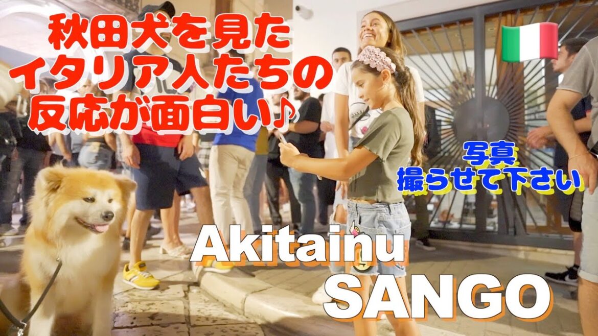 It's funny how Italians react when they see an Akita dog♪ It's funny how Italians react when they see an Akita dog♪