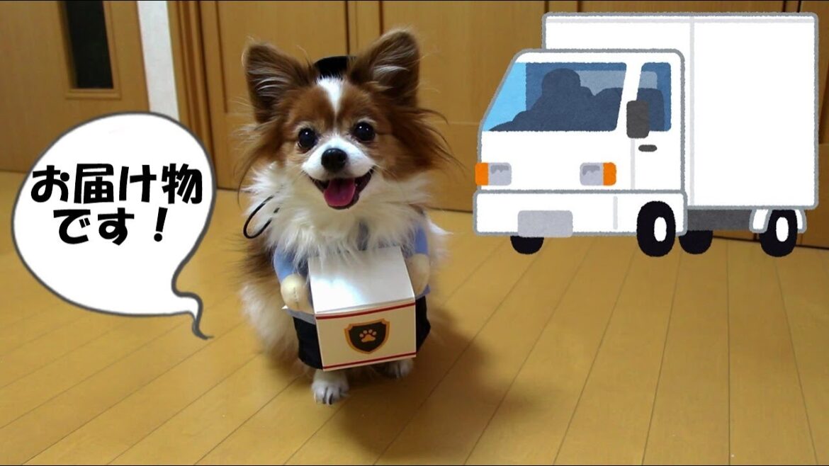 宅配ドライバーになったパピヨン / A dog that became a courier driver
