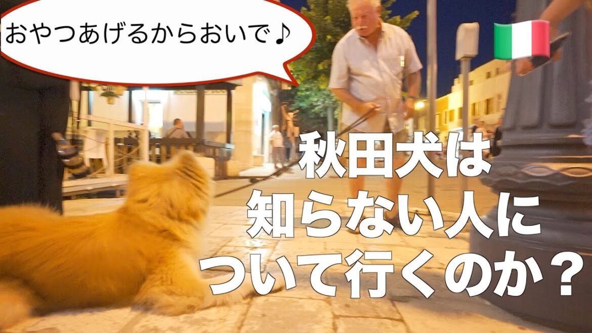 Will Akita Inu leave with strangers? Will Akita Inu leave with strangers?