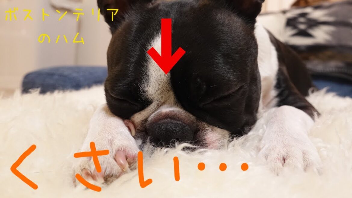 ボストンテリアのにおいについて ボストンテリアのにおいについて