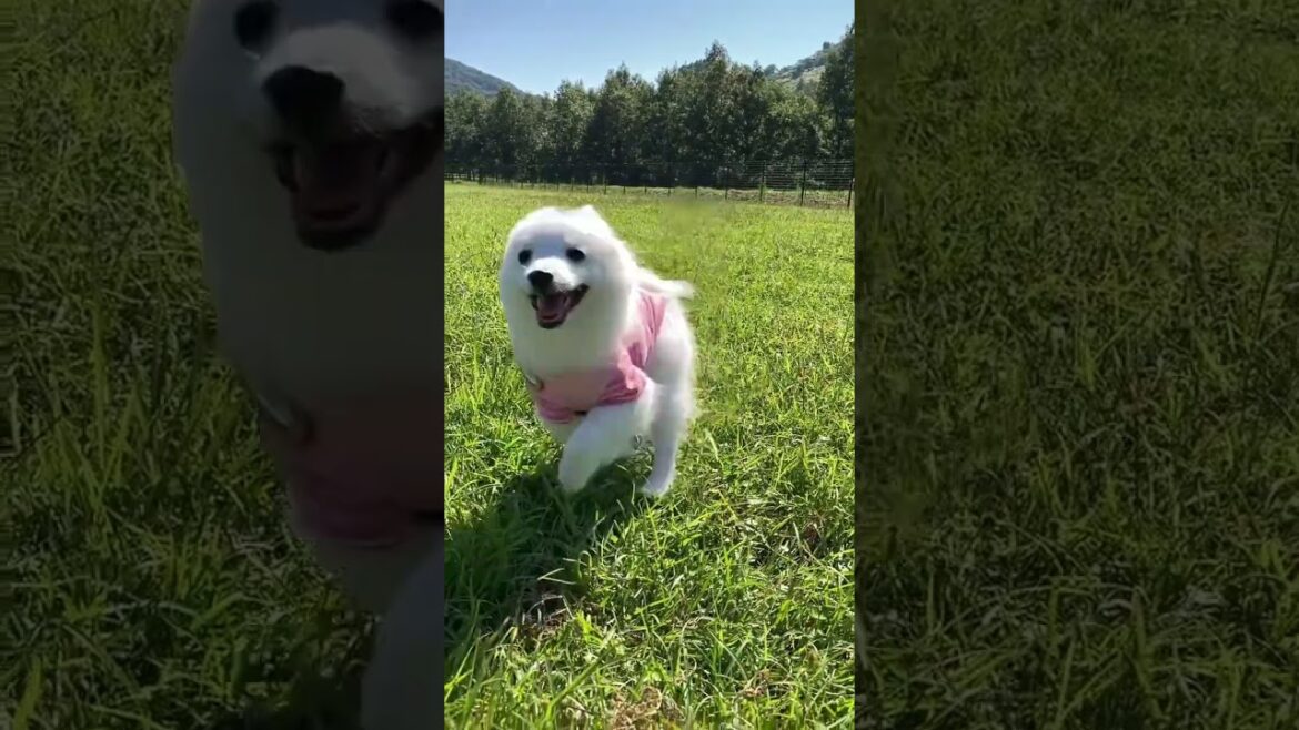 RUN！RUN！RUN！！爆走日本スピッツ