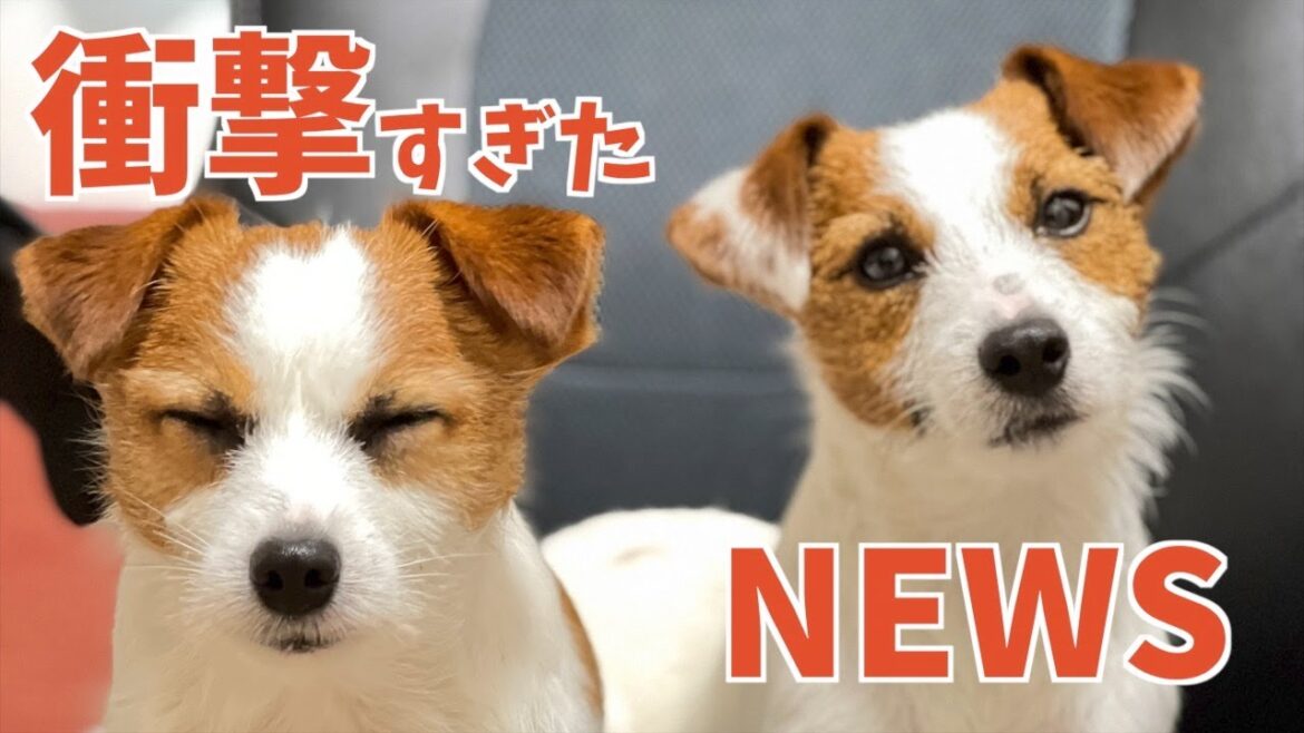 見ただけでも恐怖の"アレ"を子犬が食べようとしました・・・/ジャックラッセルテリア/多頭飼い