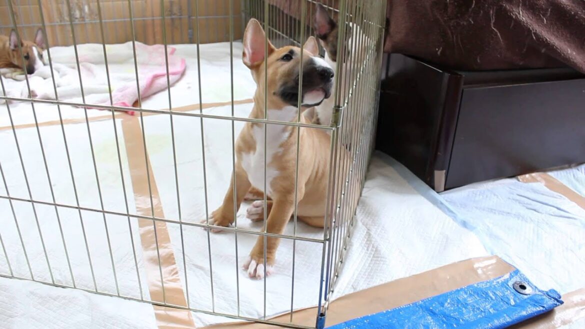 愛知県ミニチュアブルテリアブリーダーの子犬（4/10日生れ）｜子犬販売Smile-1【スマイルわん】