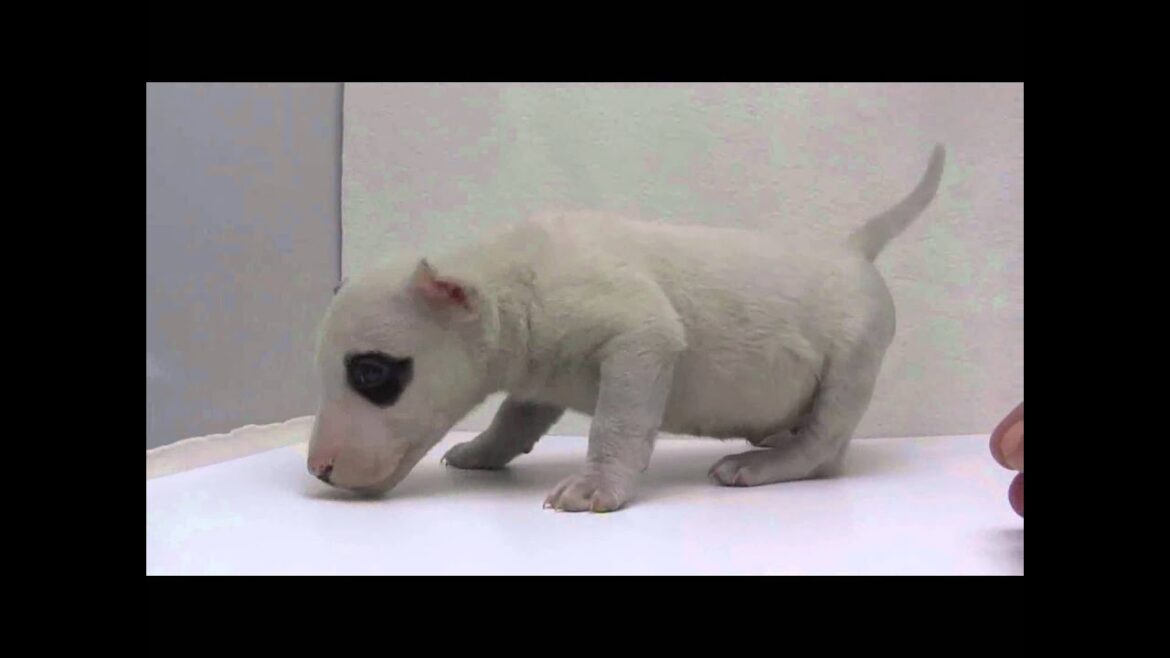 ミニチュアブルテリアの子犬03