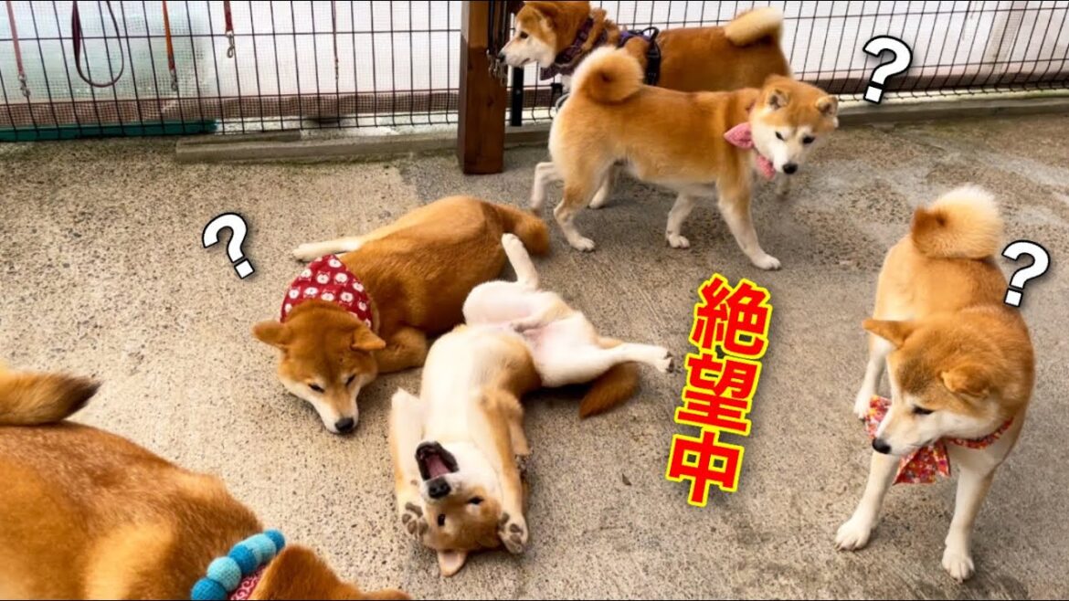 子犬が絶望⁉︎様々な感情が重なり絶望する子犬(巨)w