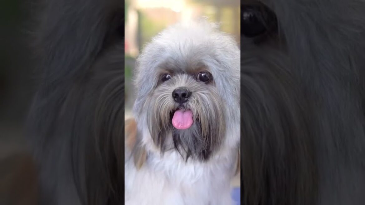 You will see amazing results! ✂️❤️🐶Lhasa apso haircut You will see amazing results! ✂️❤️🐶Lhasa apso haircut