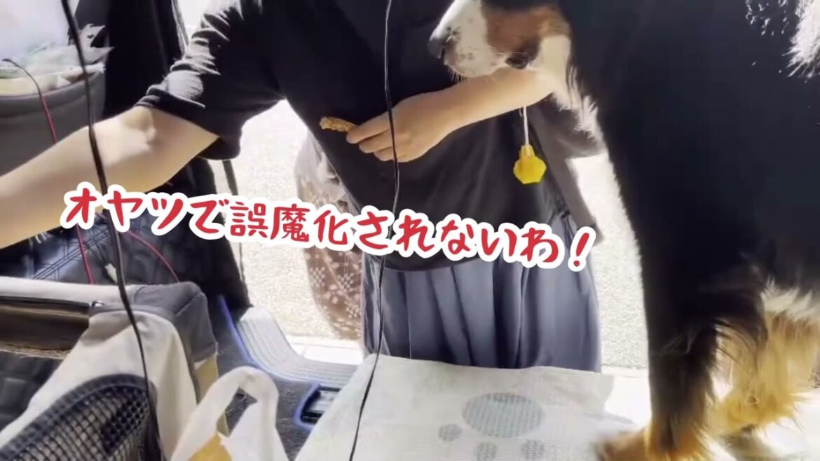 前途多難⁉️また賑やかになりました♪ #バーニーズマウンテンドッグ #大型犬のいる生活 ＃パピー#新しい家族