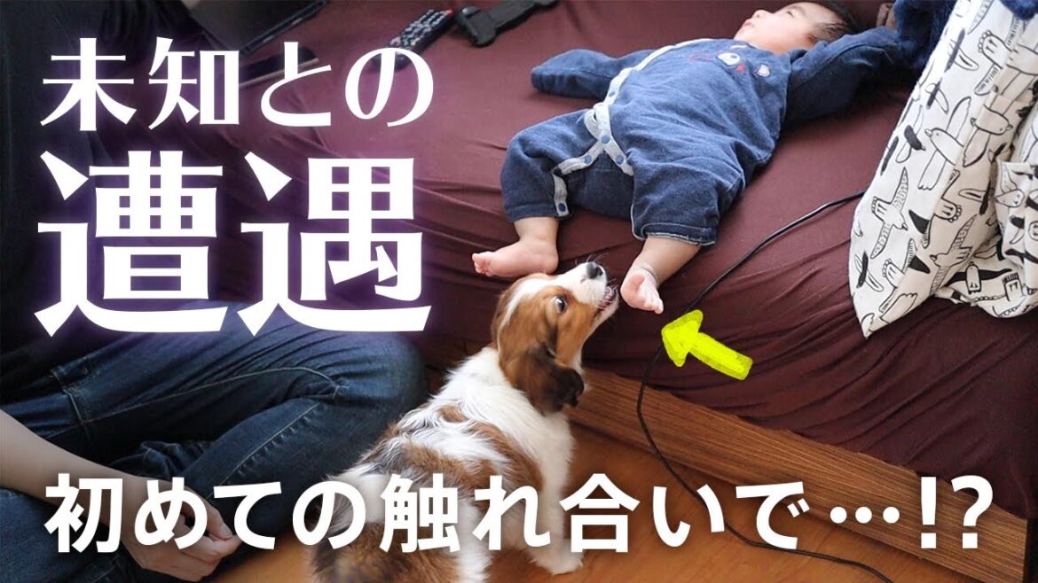 子犬と赤ちゃん、初めての触れ合いでヒヤリ！！注意されて拗ねるコーイケルホンディエのパピー - First meeting of puppy and baby!【Honey Clap】