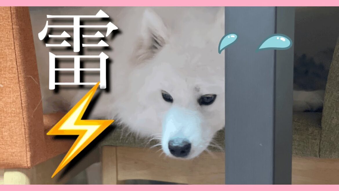 ついにあのサモエドから、サモエドスマイルが消えた日……