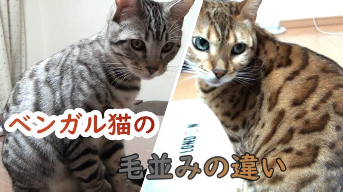 【ベンガル猫】子猫と成猫の触り心地や毛並みはどんな感じ？