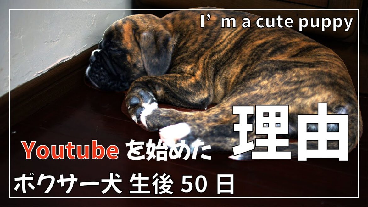 なぜ ボクサー犬のYoutubeチャネルを始めたのか【祝!! チャンネル登録者100人】生後50日の子犬 くろさんの動画もあるよ
