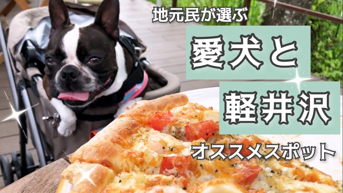 【犬と軽井沢】無料で過ごせる地元民のオススメスポット！ボストンテリアきいろさん