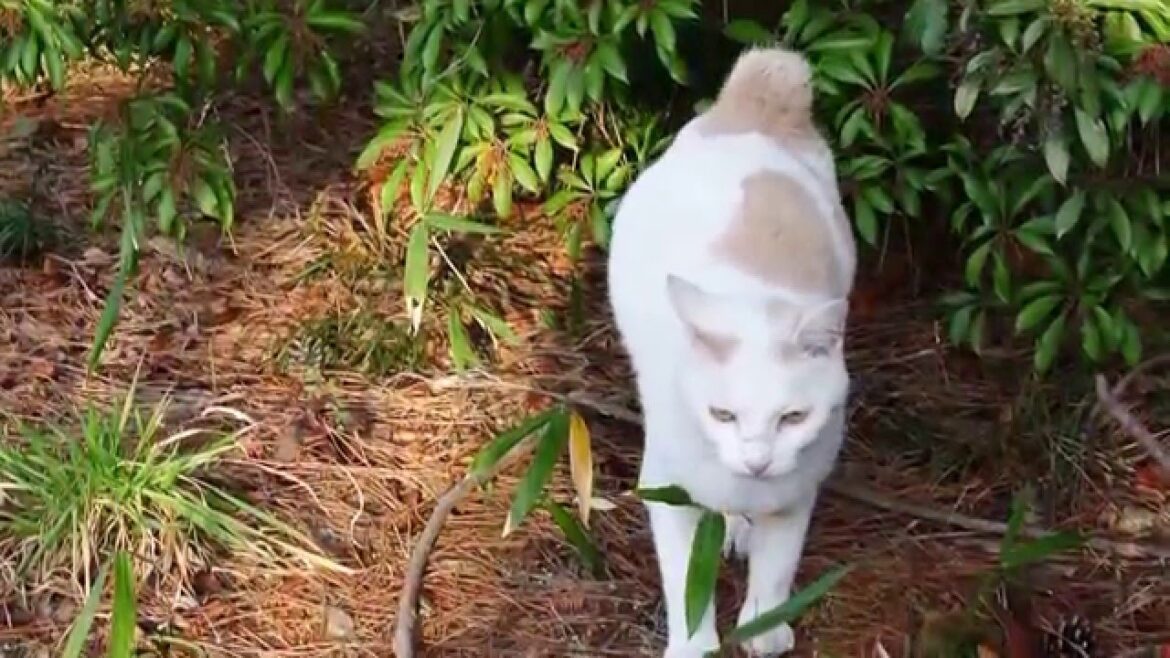ボブテイルを、ぶるるんっ♪っと、マーキングする散歩猫♪