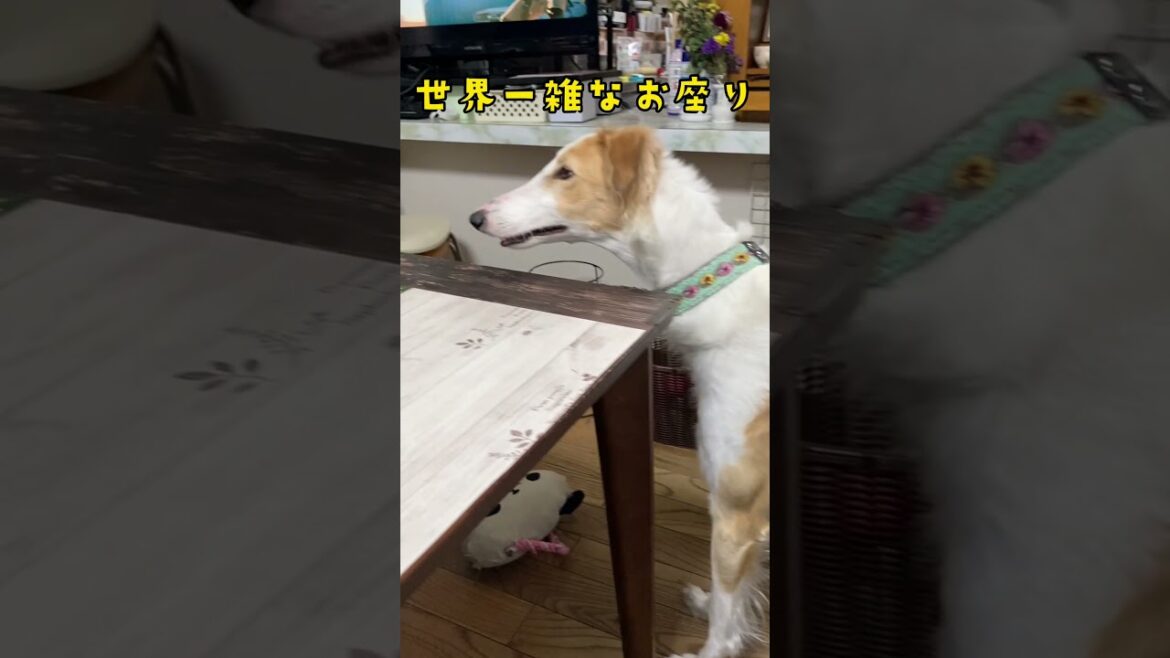 世界一雑なお座り【大型犬ボルゾイ】#Shorts