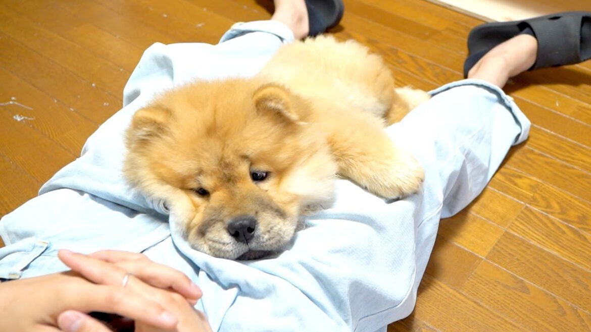 お昼寝する飼い主につられて添い寝してくるチャウチャウ犬