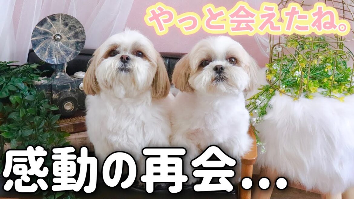 【感動】シーズー犬が本当の兄妹と6年ぶりに再会!家族で過ごす時間が幸せすぎた / Shih Tzu reunited with his sister. 【感動】シーズー犬が本当の兄妹と6年ぶりに再会!家族で過ごす時間が幸せすぎた / Shih Tzu reunited with his sister.