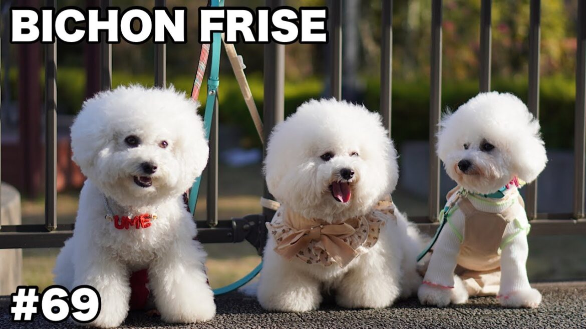 【Bichon Frise】わんわんマルシェ行ってきたよ♪ / ビションフリーゼ #69