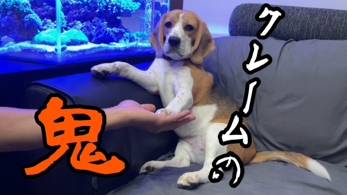 【ビーグル】私たちの仕事が進まない理由はコレです