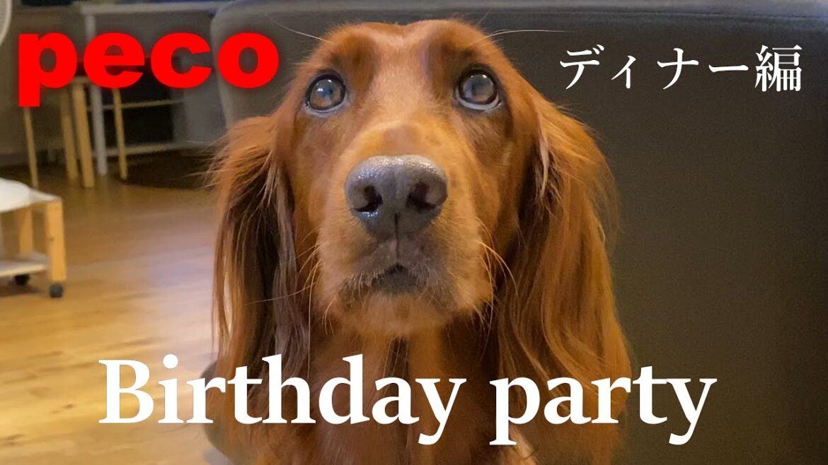 バースデイパーティー［ディナー編］（peco　Birthday party  -Dinner version-）  アイリッシュセター（アイリッシュセッター） Irish Setter