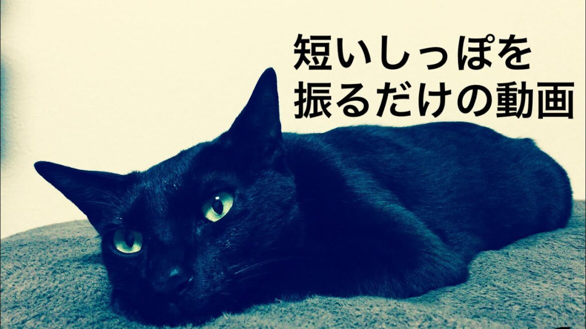【短いしっぽをふるだけの動画】黒猫｜保護猫｜愛猫｜ジャパニーズボブテイル｜日本猫｜ワタシは、ネコ派｜#shorts
