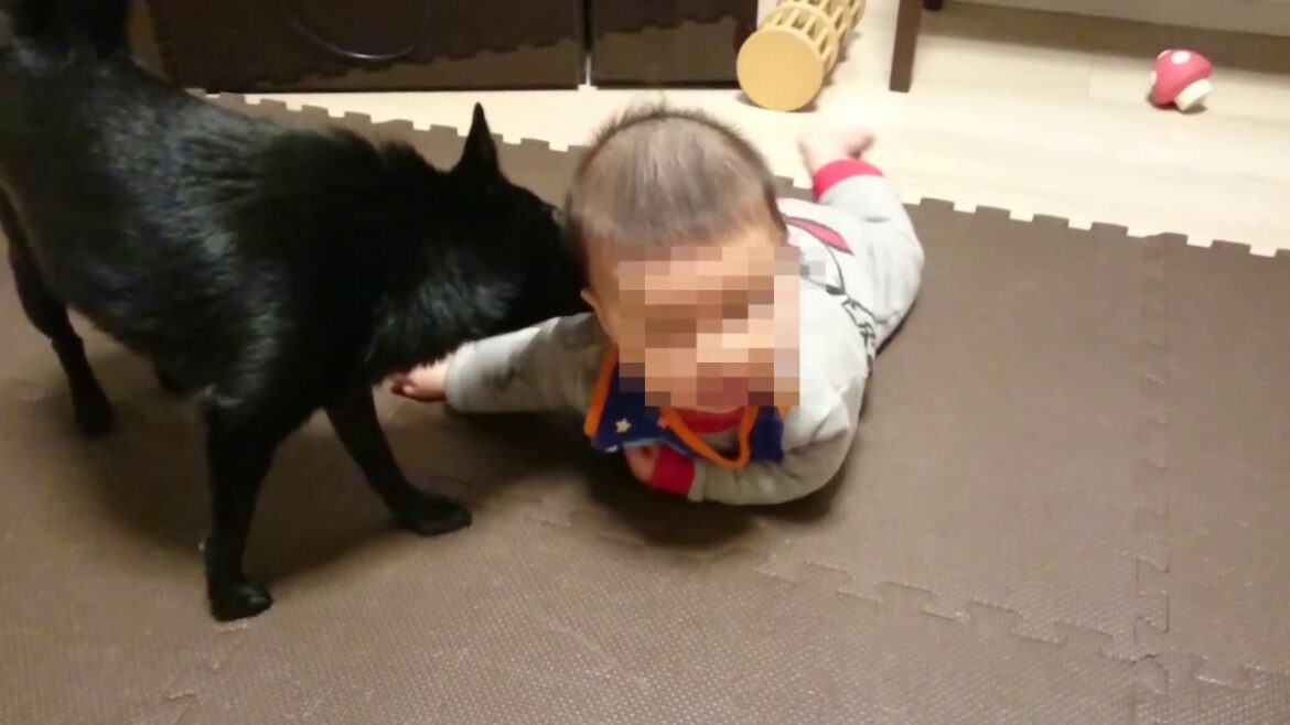 【犬と赤ちゃん】スキッパーキ クー 寝返りサポート犬