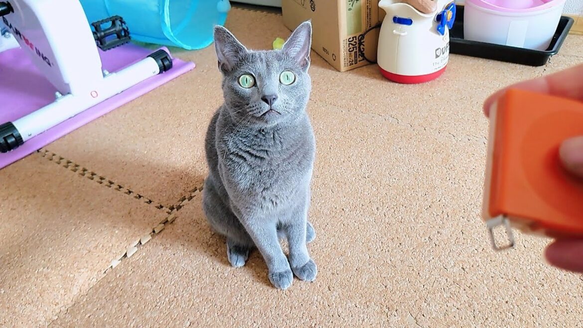 【猫動画】ご飯が一番なロシアンブルー【russianbule】Russian blue with rice is the best
